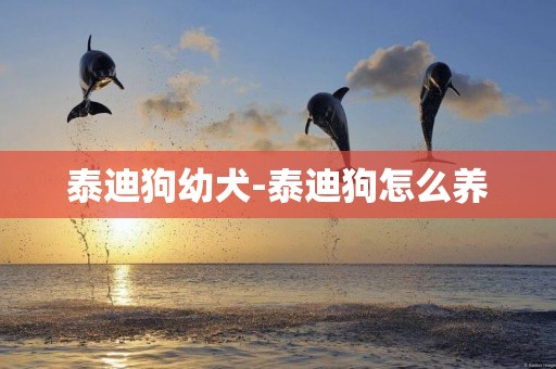 泰迪狗幼犬-泰迪狗怎么養