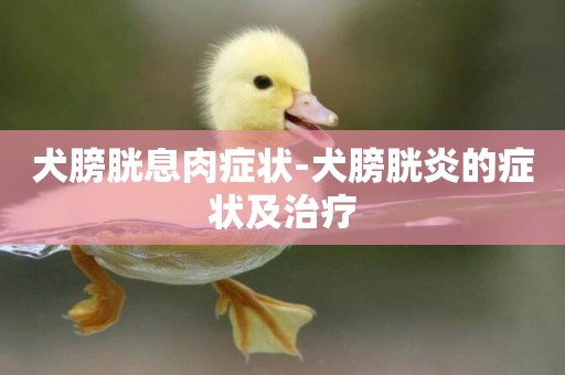 犬膀胱息肉癥狀-犬膀胱炎的癥狀及治療