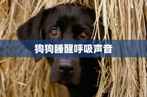 狗狗睡醒呼吸聲音