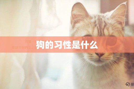 狗的習性是什么