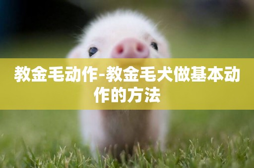 教金毛動作-教金毛犬做基本動作的方法