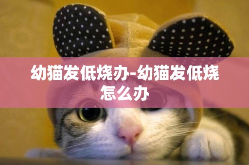 幼貓發低燒辦-幼貓發低燒怎么辦