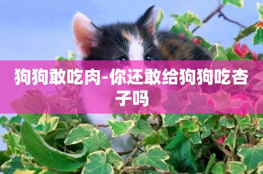 狗狗敢吃肉-你還敢給狗狗吃杏子嗎