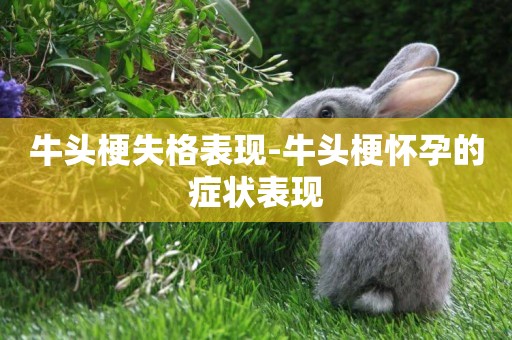 牛頭梗失格表現-牛頭梗懷孕的癥狀表現