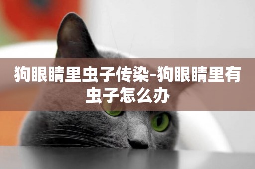 狗眼睛里蟲子傳染-狗眼睛里有蟲子怎么辦