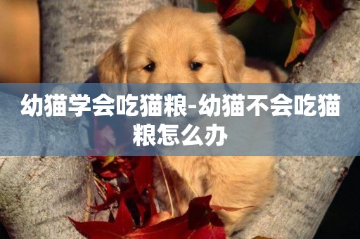 幼貓學會吃貓糧-幼貓不會吃貓糧怎么辦