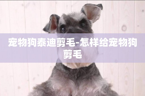 寵物狗泰迪剪毛-怎樣給寵物狗剪毛
