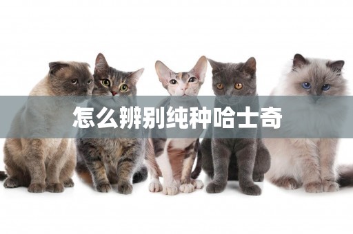怎么辨別純種哈士奇