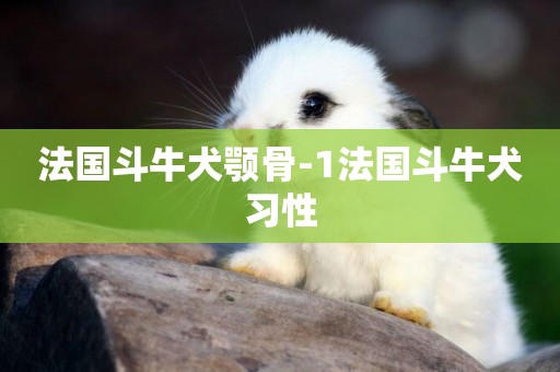 法國斗牛犬顎骨-1法國斗牛犬習性