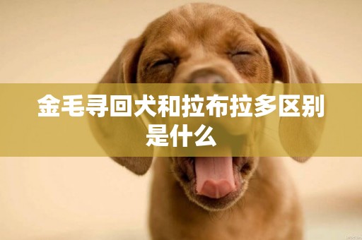 金毛尋回犬和拉布拉多區別是什么