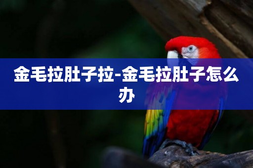 金毛拉肚子拉-金毛拉肚子怎么辦