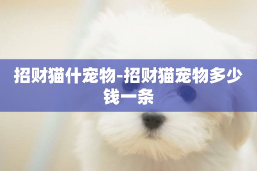 招財貓什寵物-招財貓寵物多少錢一條