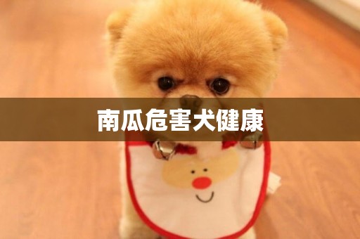 南瓜危害犬健康