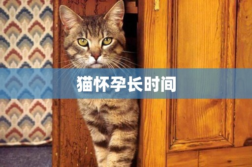 貓懷孕長時間