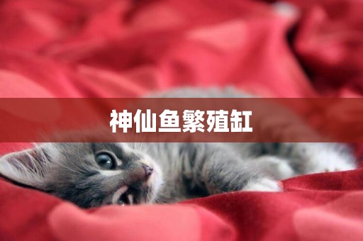 神仙魚繁殖缸