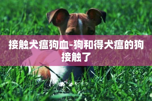 接觸犬瘟狗血-狗和得犬瘟的狗接觸了
