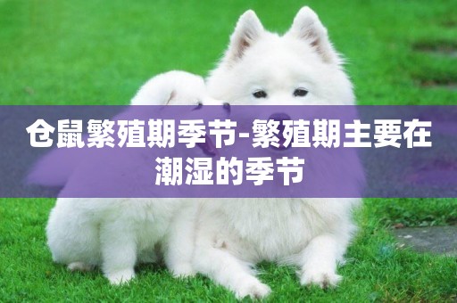 倉鼠繁殖期季節-繁殖期主要在潮濕的季節