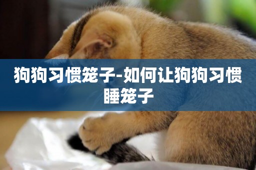 狗狗習慣籠子-如何讓狗狗習慣睡籠子