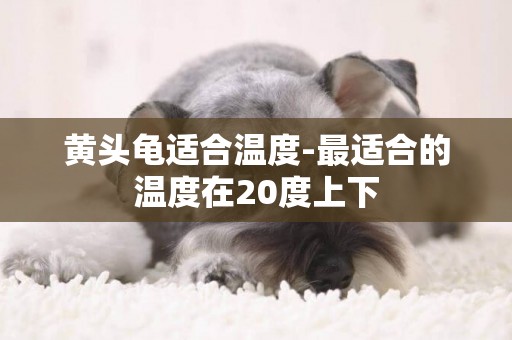 黃頭龜適合溫度-最適合的溫度在20度上下