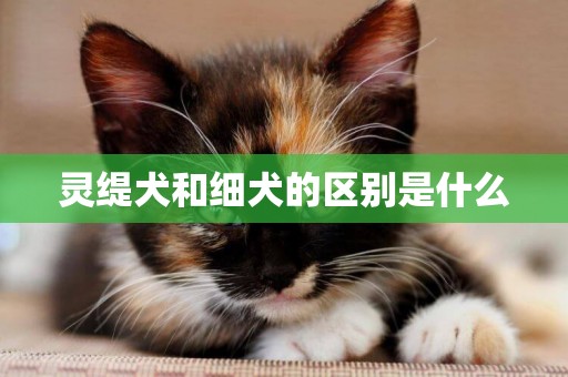 靈緹犬和細犬的區別是什么