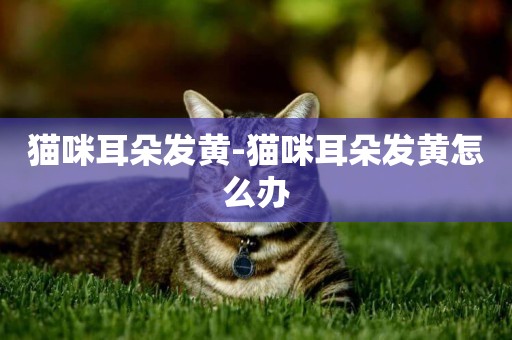 貓咪耳朵發黃-貓咪耳朵發黃怎么辦