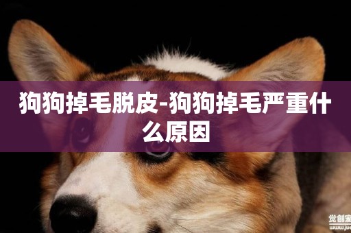 狗狗掉毛脫皮-狗狗掉毛嚴重什么原因