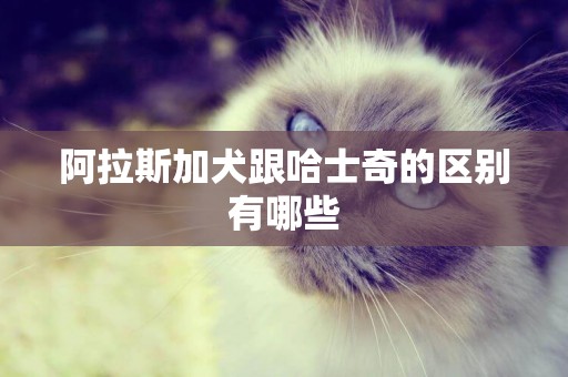 阿拉斯加犬跟哈士奇的區別有哪些