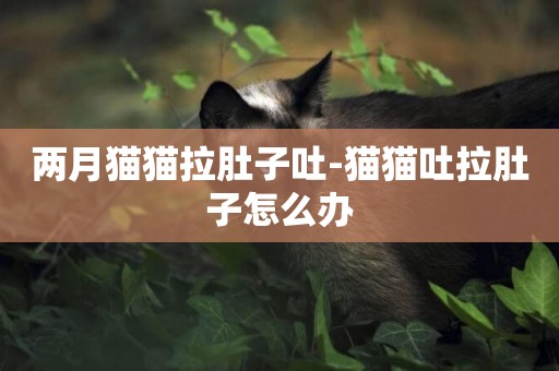 兩月貓貓拉肚子吐-貓貓吐拉肚子怎么辦