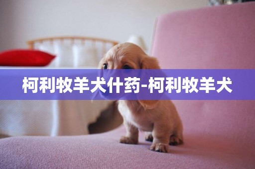 柯利牧羊犬什藥-柯利牧羊犬