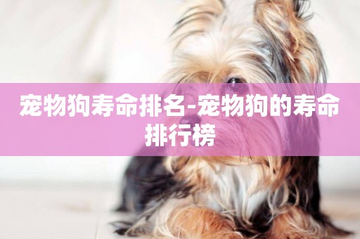 寵物狗壽命排名-寵物狗的壽命排行榜