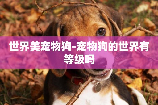 世界美寵物狗-寵物狗的世界有等級嗎
