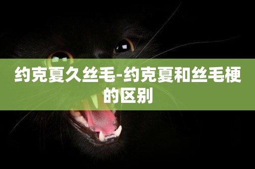 約克夏久絲毛-約克夏和絲毛梗的區別
