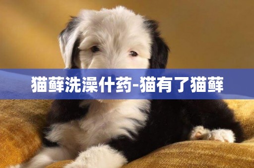 貓蘚洗澡什藥-貓有了貓蘚
