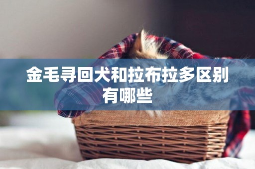 金毛尋回犬和拉布拉多區別有哪些