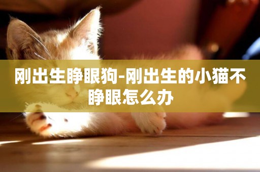 剛出生睜眼狗-剛出生的小貓不睜眼怎么辦