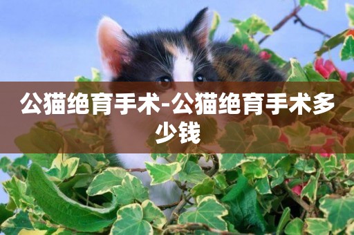 公貓絕育手術-公貓絕育手術多少錢