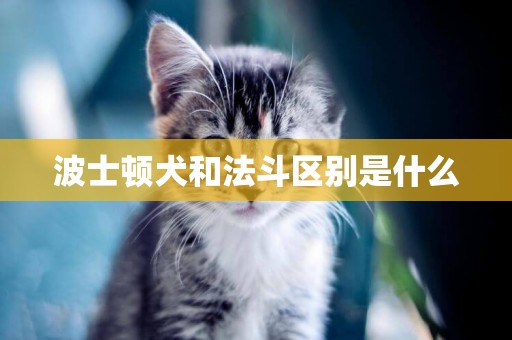 波士頓犬和法斗區別是什么