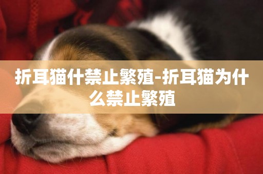 折耳貓什禁止繁殖-折耳貓為什么禁止繁殖