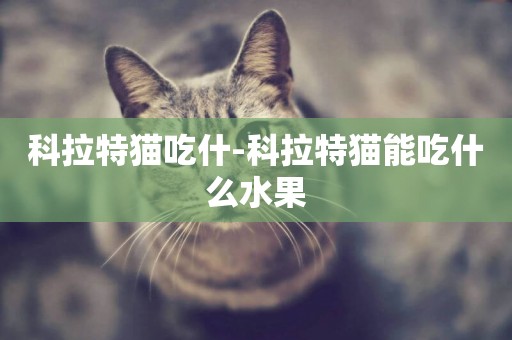 科拉特貓吃什-科拉特貓能吃什么水果