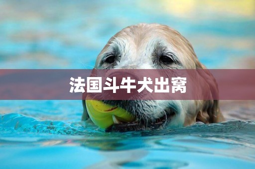 法國斗牛犬出窩