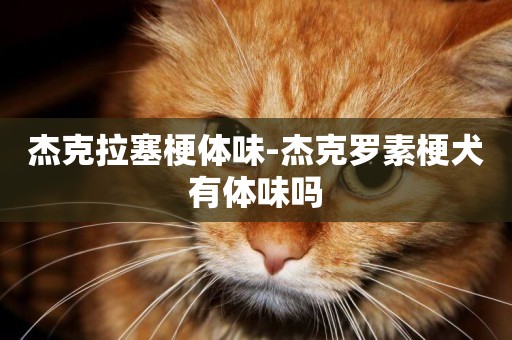 杰克拉塞梗體味-杰克羅素梗犬有體味嗎