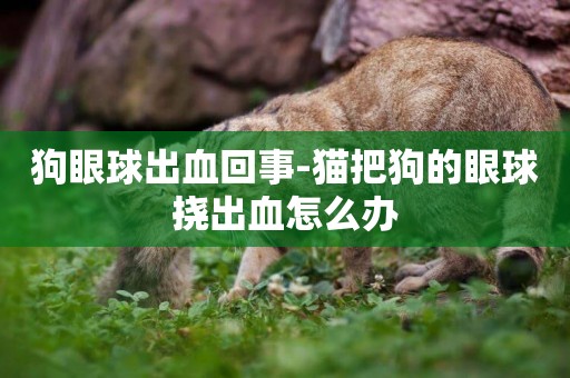 狗眼球出血回事-貓把狗的眼球撓出血怎么辦