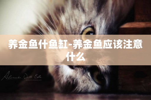 養金魚什魚缸-養金魚應該注意什么