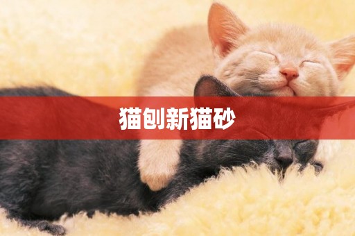 貓刨新貓砂