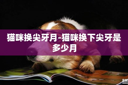 貓咪換尖牙月-貓咪換下尖牙是多少月