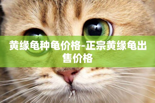黃緣龜種龜價格-正宗黃緣龜出售價格