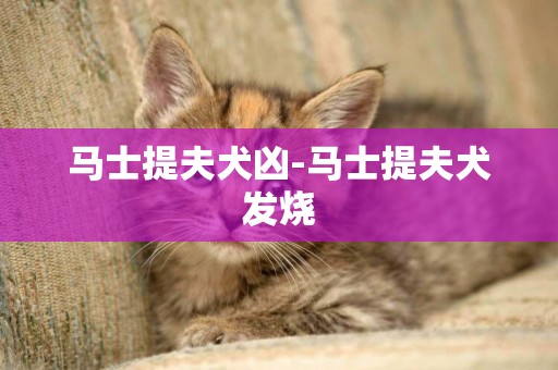 馬士提夫犬兇-馬士提夫犬發燒