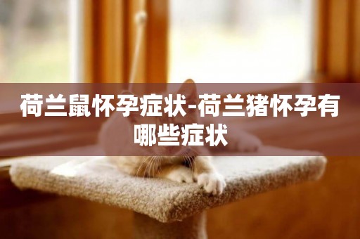 荷蘭鼠懷孕癥狀-荷蘭豬懷孕有哪些癥狀