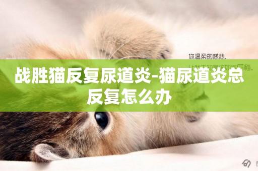 戰勝貓反復尿道炎-貓尿道炎總反復怎么辦