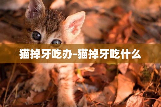 貓掉牙吃辦-貓掉牙吃什么